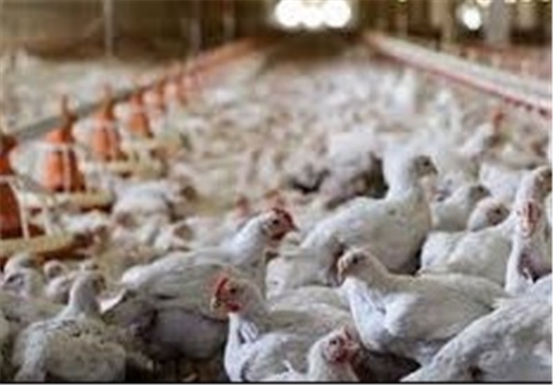 آذربایجان واردات مرغ از ایران را ممنوع کرد