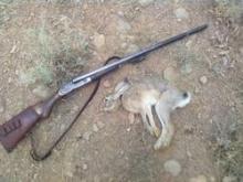 دستگیری سه شکارچی متخلف خرگوش در شبستر