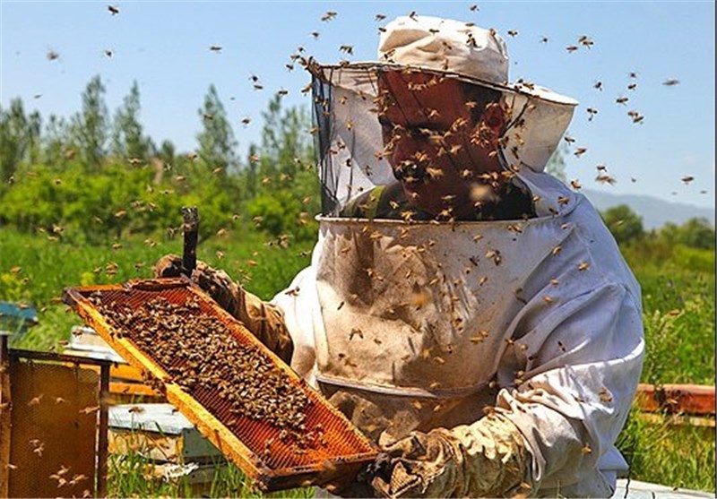 صادرات محصول زنبورستان‌های آذربایجان شرقی به ‌چین و مالزی