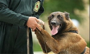 تحویل سگ‌های موادیاب به ایران