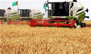 پیش‌بینی خرید ۱۰ میلیون تن گندم تضمینی/ بی‌نیازی از واردات در سال آینده