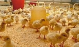 صادرات ۵ میلیون کیلوگرم تخم‌مرغ خوراکی از آذربایجان‌شرقی