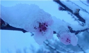 لزوم پیشگیری از سرمازدگی بهاره درختان میوه در آذربایجان‌شرقی