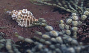 تخم حلزون دریایی قاتل بالقوه سرطان است