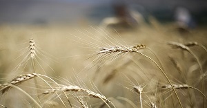 خرید تضمینی بیش از ۱۱ میلیون تن گندم در کشور/بخش خصوصی در موضوع شکر سهل‌انگاری کرده است