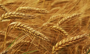 رکورد زنی تولید گندم در اهر برخلاف کاهش ۴۰ درصدی بارندگی‌ها