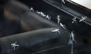 حمله باحشرات زنده به دو رستوران در انگلیس+عکس