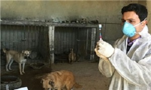 واکسیناسیون بیش از ۹ هزار قلاده سگ در آذربایجان‌شرقی