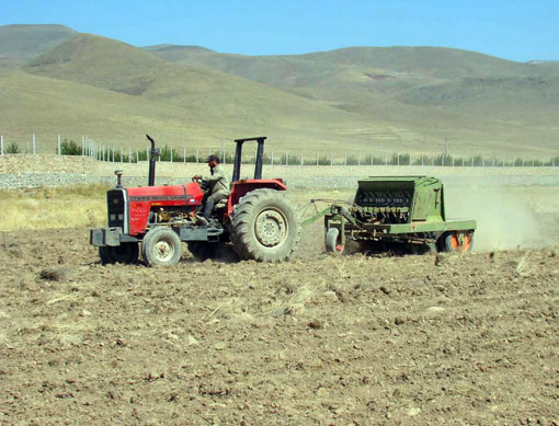 گندم در ۱۲۰ هکتار از اراضی دیم روستای کهل شهرستان شبستربه طور مکانیزه کشت میشود