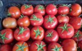شهرستان شبستر از قطب های  تولید گوجه فرنگی در استان است