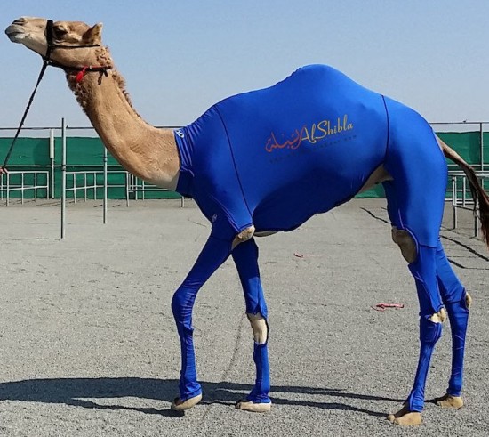 تولید لباس ورزشی مخصوص شتر در امارات +عکس