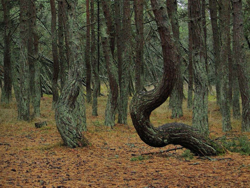 “درختان رقصان” در روسیه + تصاویر