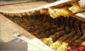 اقدام خارق العاده زنبورهای عسل +عکس