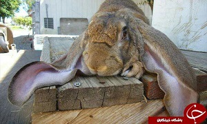 درازگوش ترین خرگوش دنیا + عکس