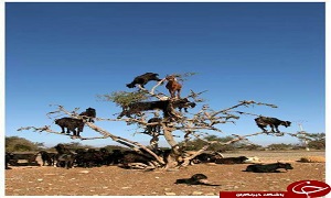 چرا بزهای مراکش از درخت بالا می روند؟ + عکس