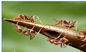 شاید فکرش را هم نمی کردید مورچه ها به درد زیبایی شما بخورند!