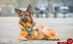 سگ یک دست ارتش آمریکا+ تصاویر
