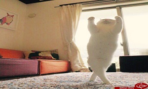 گربه ای که رقص باله انجام می دهد+ ۸ عکس