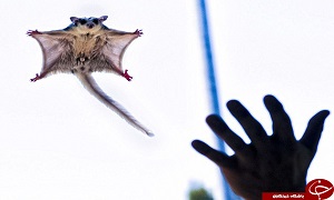 گلایدر بامزه ترین سنجاب پرنده +تصاویر