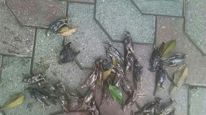 مرگ گنجشک ها بر اثر رعد برق و طوفان +تصویر