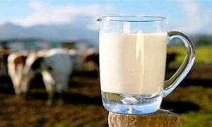 هورمون های عامل بروز آکنه در شیر گاو