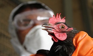 زنگ خطر آنفلوانزای پرندگان به صدا در آمد/ نشانه‌های بالینی این بیماری را بشناسید