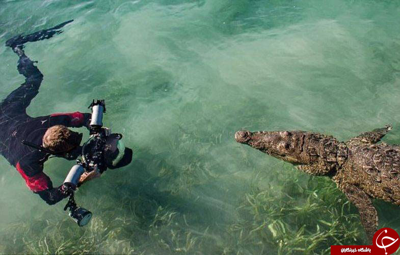 عکاسی شجاعانه از شنای یک تمساح!+تصاویر