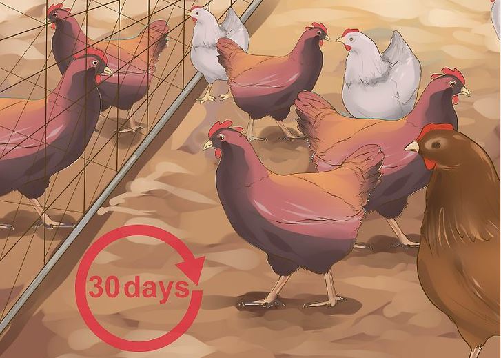 راهکار‌های درمانی مقابله و پیشگیری از ابتلا به آنفلوآنزای مرغی+ تصاویر