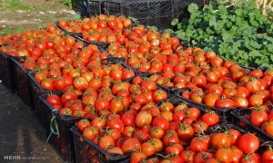 گوجه فرنگی از ۱۰ روز دیگر ارزان می شود