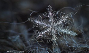 تصاویر/دانه برف زیر میکروسکوپ