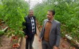 افتتاح مجتمع‌ واحد گلخانه‌ای در غلمانسرای تسوج