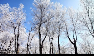 عکس/ یخ زدن درختان در شهرکرد